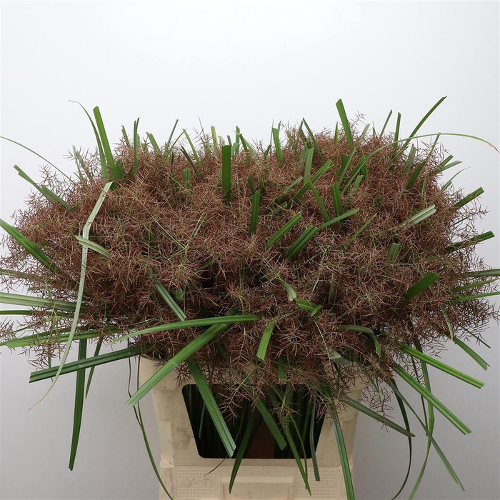 <h4>Cyperus Margot</h4>
