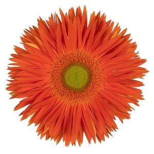 Gerbera Spider Yari Diamond