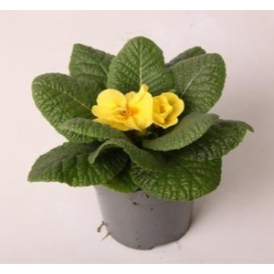 Primula ac. 'Cairo Cream Yellow'