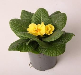 <h4>Primula ac. 'Cairo Cream Yellow'</h4>