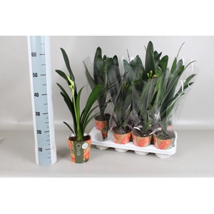 CLIVIA MI