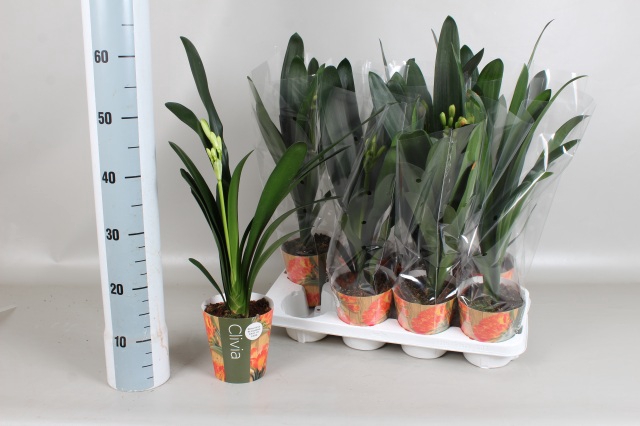 <h4>CLIVIA MI</h4>