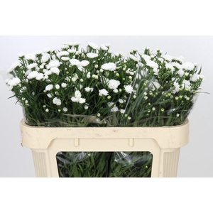 Aster Pretty Wendy