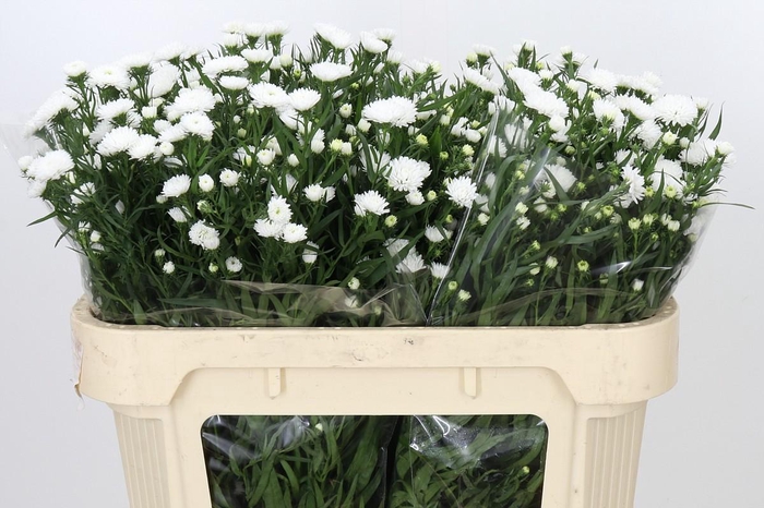 <h4>Aster Pretty Wendy</h4>