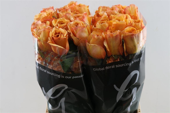 <h4>R Gr Capriccio</h4>