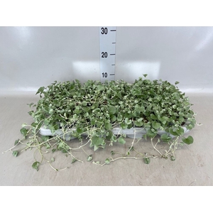 Dichondra argentea 'Silver Falls'