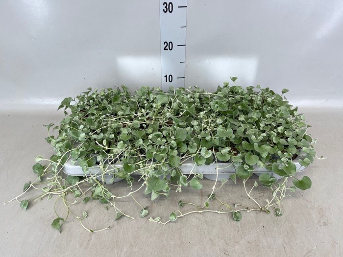 <h4>Dichondra argentea 'Silver Falls'</h4>