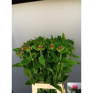 Monarda Karin