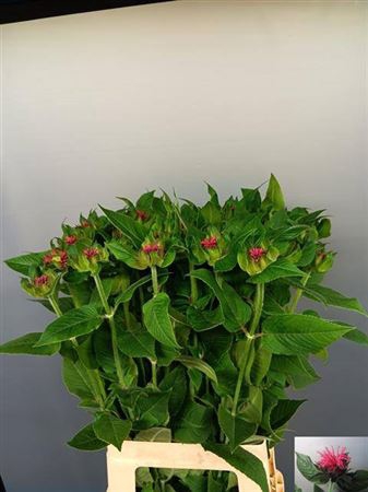 <h4>Monarda Karin</h4>