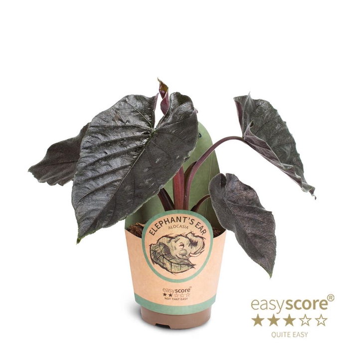 <h4>ALOCASIA HYBRID p11 Antoro Velvet</h4>