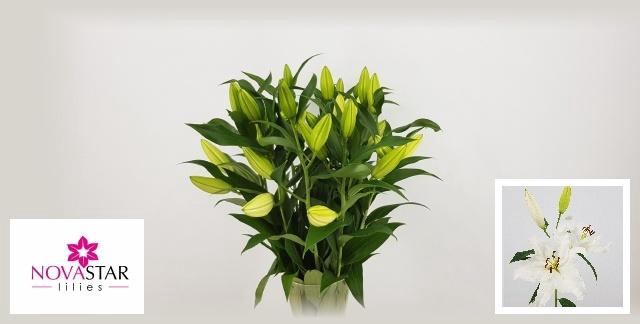 <h4>LI OR SIGNUM</h4>