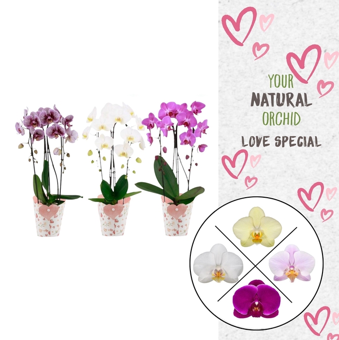 <h4>Phal. 2 spike Cascade Love Mix in Potcover Hart</h4>