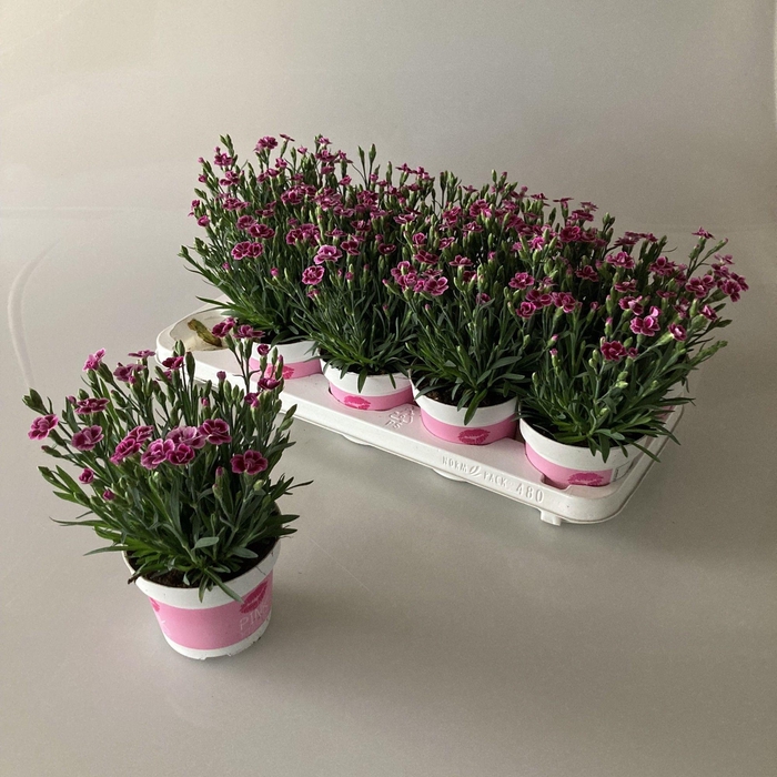 <h4>Dianthus Pink Kisses</h4>