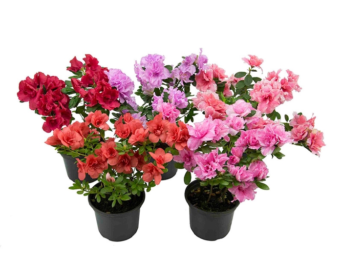 <h4>AZALEIA P09</h4>