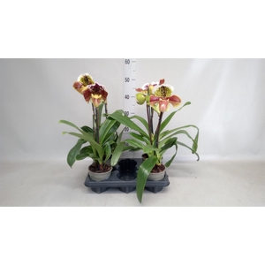 Paphiopedilum  'Amerikaanse hybrid'