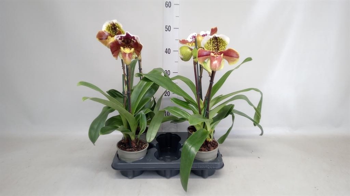 <h4>Paphiopedilum  'Amerikaanse hybrid'</h4>