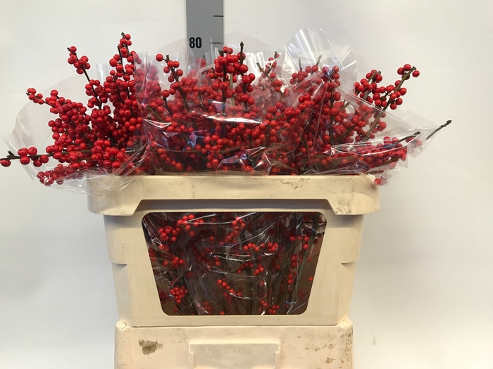 <h4>ILEX VE RODE BES</h4>