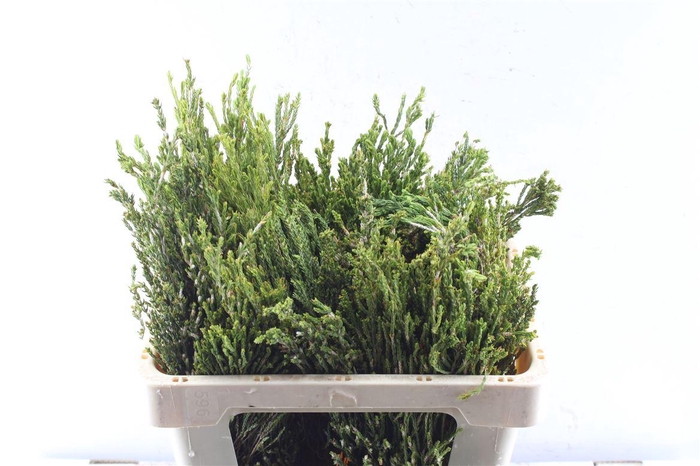 <h4>Kaaps Erica Greens</h4>