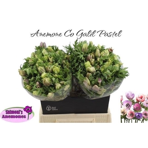 ANEM CO GALIL PASTEL