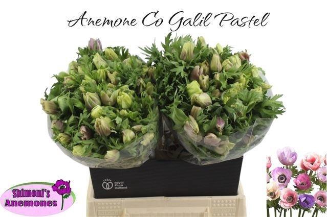 <h4>ANEM CO GALIL PASTEL</h4>