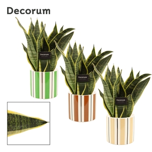 Sansevieria Superba 12 cm in Beau (Natural bubble-collection)