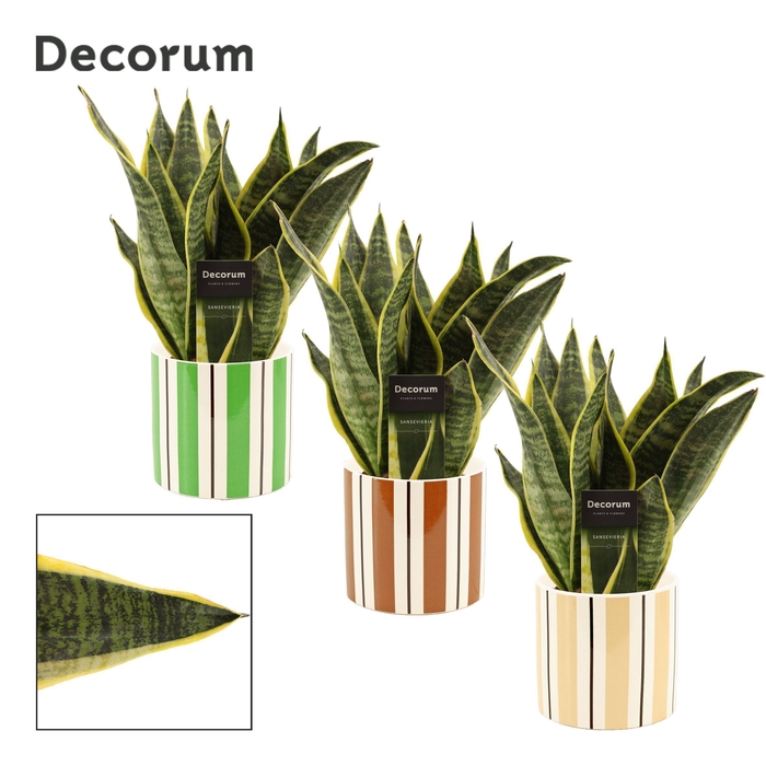 <h4>Sansevieria Superba 12 cm in Beau (Natural bubble-collection)</h4>