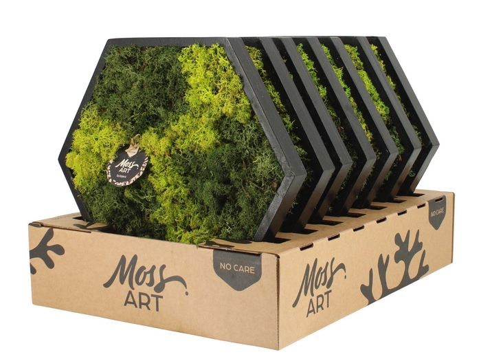 <h4>90780: Moss Art Hexagonal D38</h4>