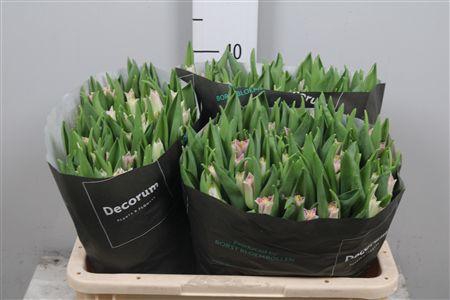 <h4>Tu Co Crown Dynasty</h4>