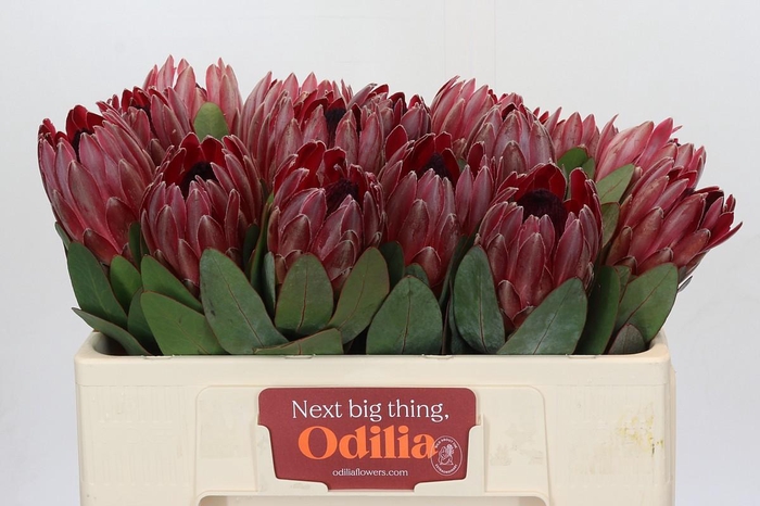 <h4>Protea Sharon</h4>