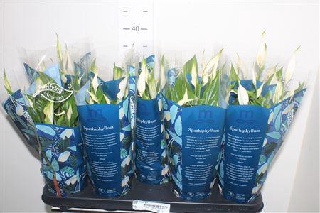 <h4>Spath Bellini 8+</h4>