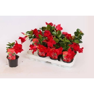 MANDE RIO PETITE RED