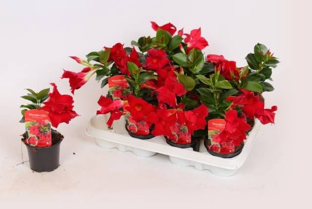 <h4>MANDE RIO PETITE RED</h4>