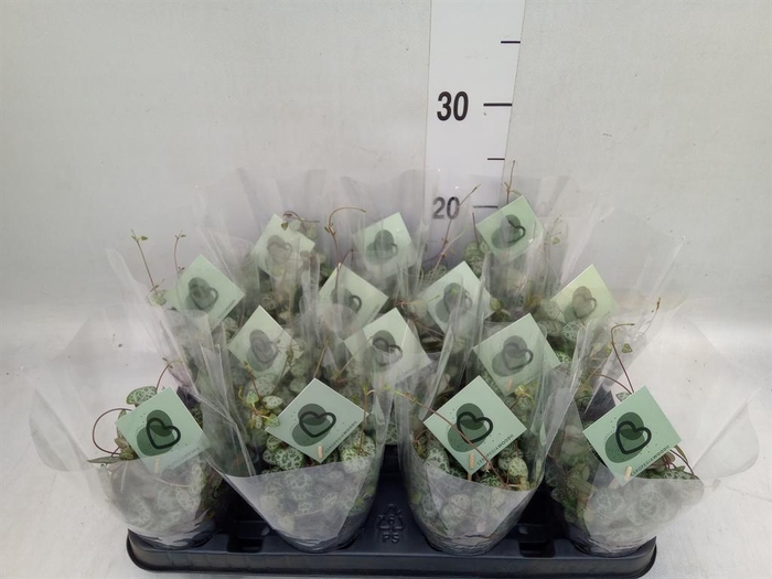 <h4>Ceropegia woodii ssp. woodii</h4>