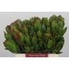 Leucadendron Goldstrike