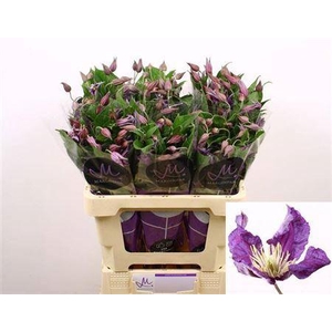 Clematis Amazing Sydney