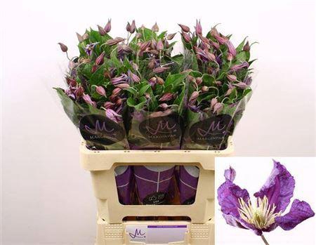 <h4>Clematis Amazing Sydney</h4>