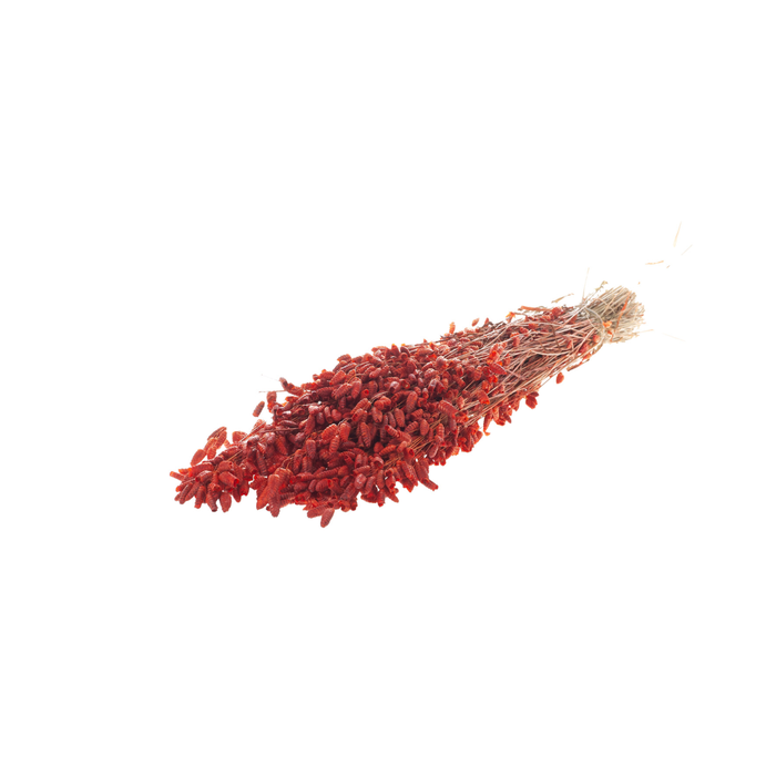 <h4>Briza Maxima Burnt Orange</h4>