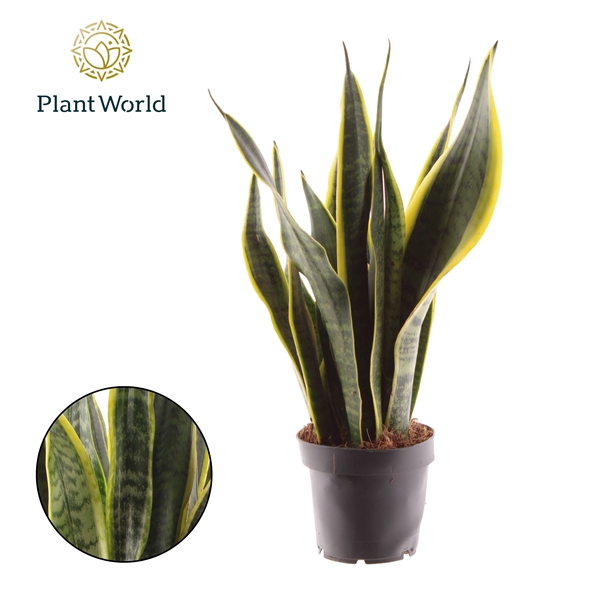 <h4>Sansevieria Laurentii (Decorum)</h4>