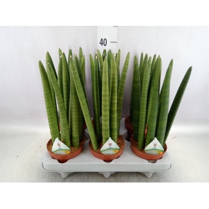 Sansevieria cyl.  ...