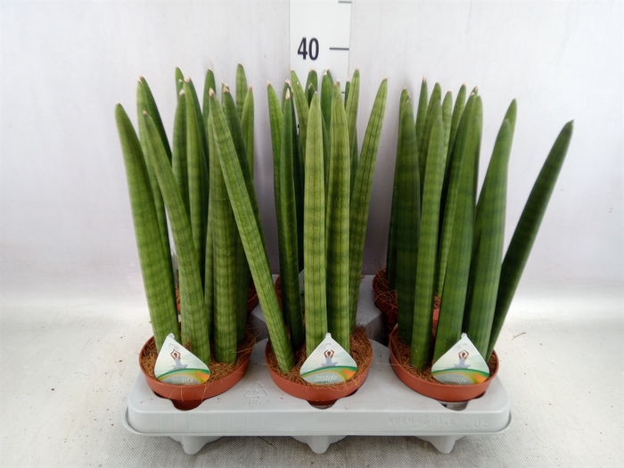 <h4>Sansevieria cyl.  ...</h4>