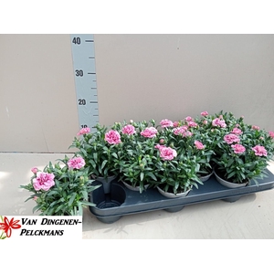 DIAN OSC PINK PURPLE