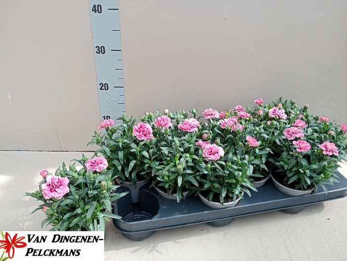 <h4>DIAN OSC PINK PURPLE</h4>