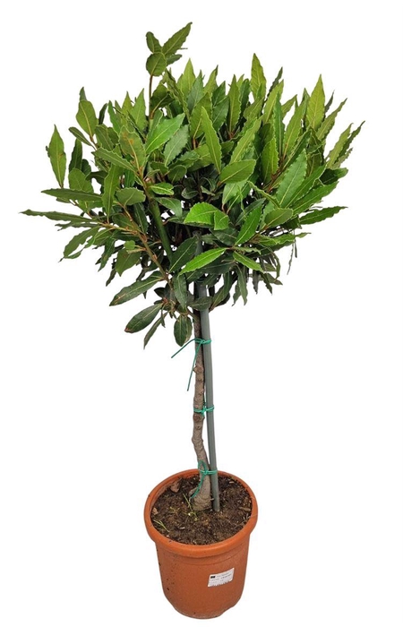 <h4>LAU NOBILIS</h4>