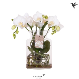 Arrangementen Kolibri H% arrangement Root white 3spike 43ROOTWHI