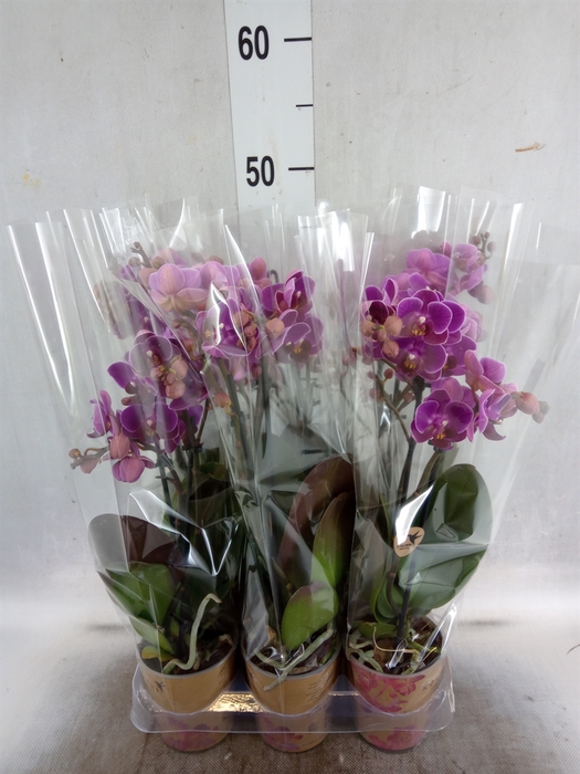 <h4>Phalaenopsis multi. 'Ant Merida'</h4>