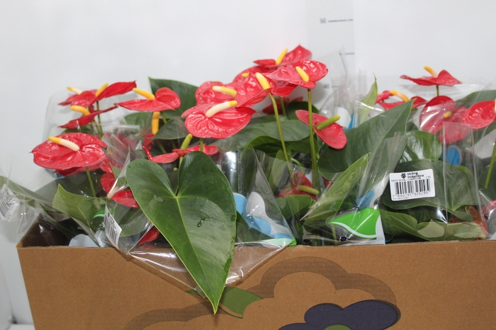 <h4>ANTHURIUM ROYAL CHAMPION P15</h4>