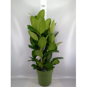 Ficus benghalensis 'Audrey'