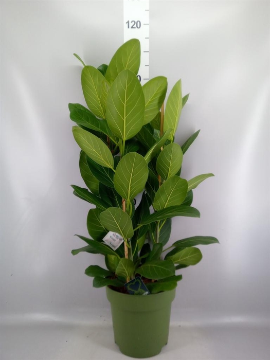 <h4>Ficus benghalensis 'Audrey'</h4>