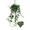 Hedera Wonder Hangpot