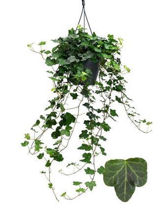 Hedera Wonder Hangpot